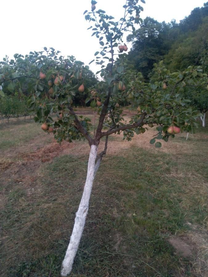 Отели типа «постель и завтрак» Andjela Apartments Вирпазар-23