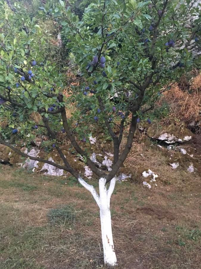 Отели типа «постель и завтрак» Andjela Apartments Вирпазар-24