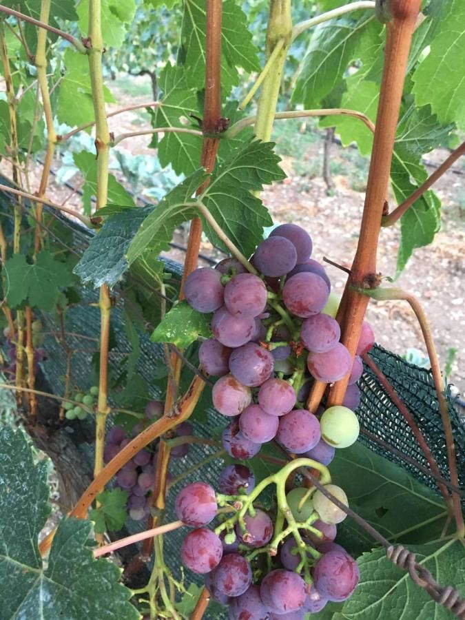 Отели типа «постель и завтрак» Andjela Apartments Вирпазар-26