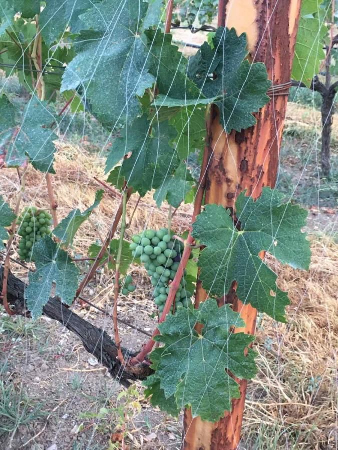 Отели типа «постель и завтрак» Andjela Apartments Вирпазар-27