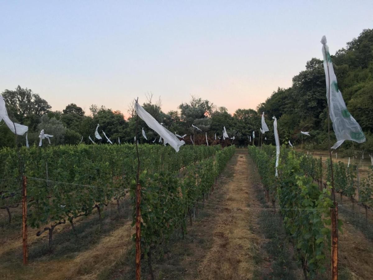 Отели типа «постель и завтрак» Andjela Apartments Вирпазар-28