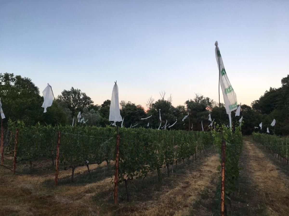 Отели типа «постель и завтрак» Andjela Apartments Вирпазар-29