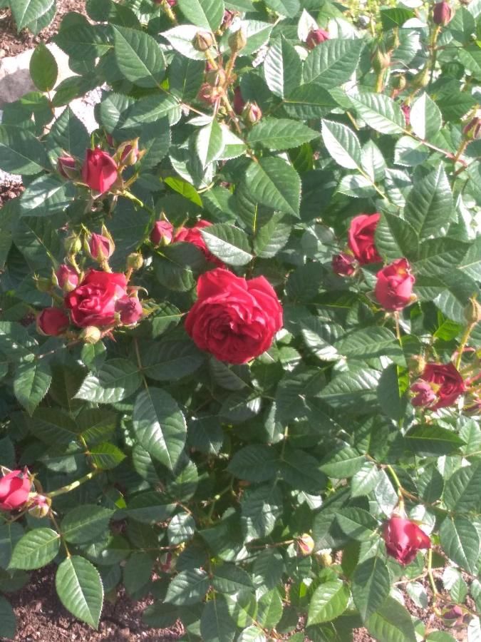 Отели типа «постель и завтрак» Andjela Apartments Вирпазар-8