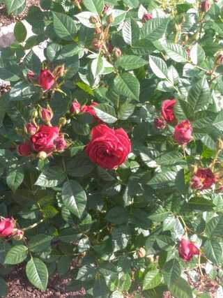 Отели типа «постель и завтрак» Andjela Apartments Вирпазар-4