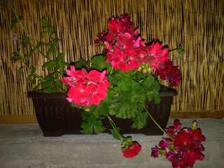 Отели типа «постель и завтрак» Andjela Apartments Вирпазар-5